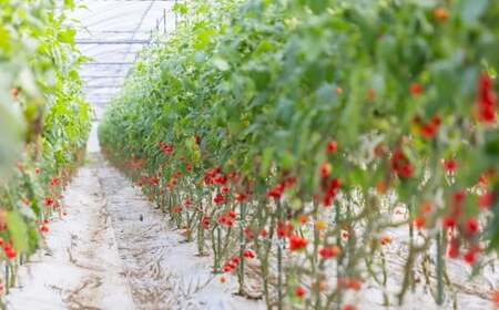 高森町産 ミニトマトジュース 500ml×6本 計3L トマトジュース 野菜ジュース 果汁100％ 無塩 無添加 飲み物 飲料