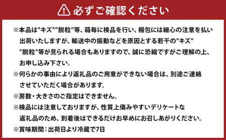 紫苑 2kg ぶどう 葡萄 フルーツ 果物 岡山県 岡山県産 2026年 先行予約 【2026年10月上旬-11月下旬発送予定】