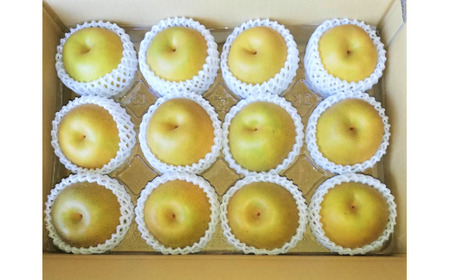 鳥取県だけで作られている 幻の梨 新甘泉【鳥取県産】５kg(生橋農園) 梨 果物 フルーツ