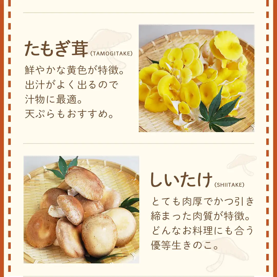 《 全３回 隔月定期便 》  きのこ の 詰め合わせ Sサイズ 約1kg （茨城県共通返礼品 城里町） 定期便 キノコ 舞茸 あわび茸 たもぎ茸 しいたけ ぶなしめじ セット 鍋 炒め物 [CX008sa]