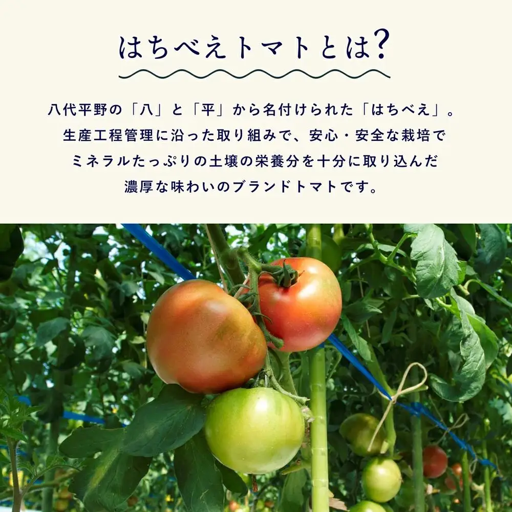 熊本県産はちべえトマトを使ったハッシュドビーフ 1袋(170g) 合計6食入り トマトピューレ トマト とまと 簡単 時短 洋食 惣菜 ギフト 冷凍 人気 ハッシュドビーフ ANA  エイエヌエー  八代市