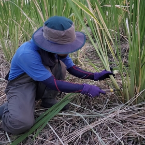 【先行予約】収穫したてを発送します　　マコモダケ　約2.5㎏〈出荷時期:2026年10月中旬～2026年11月中旬頃〉