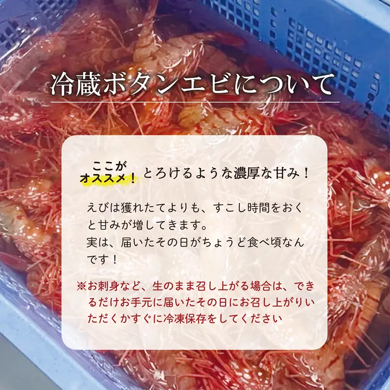 ＜ボタンエビ(冷蔵)　1kg＞甘く豊かな風味！ 北海道 道産 国産 乙部町産 牡丹海老 海老 日本海 天然 魚介類 新鮮 希少 お刺身  漁師直送 産地直送 送料無料