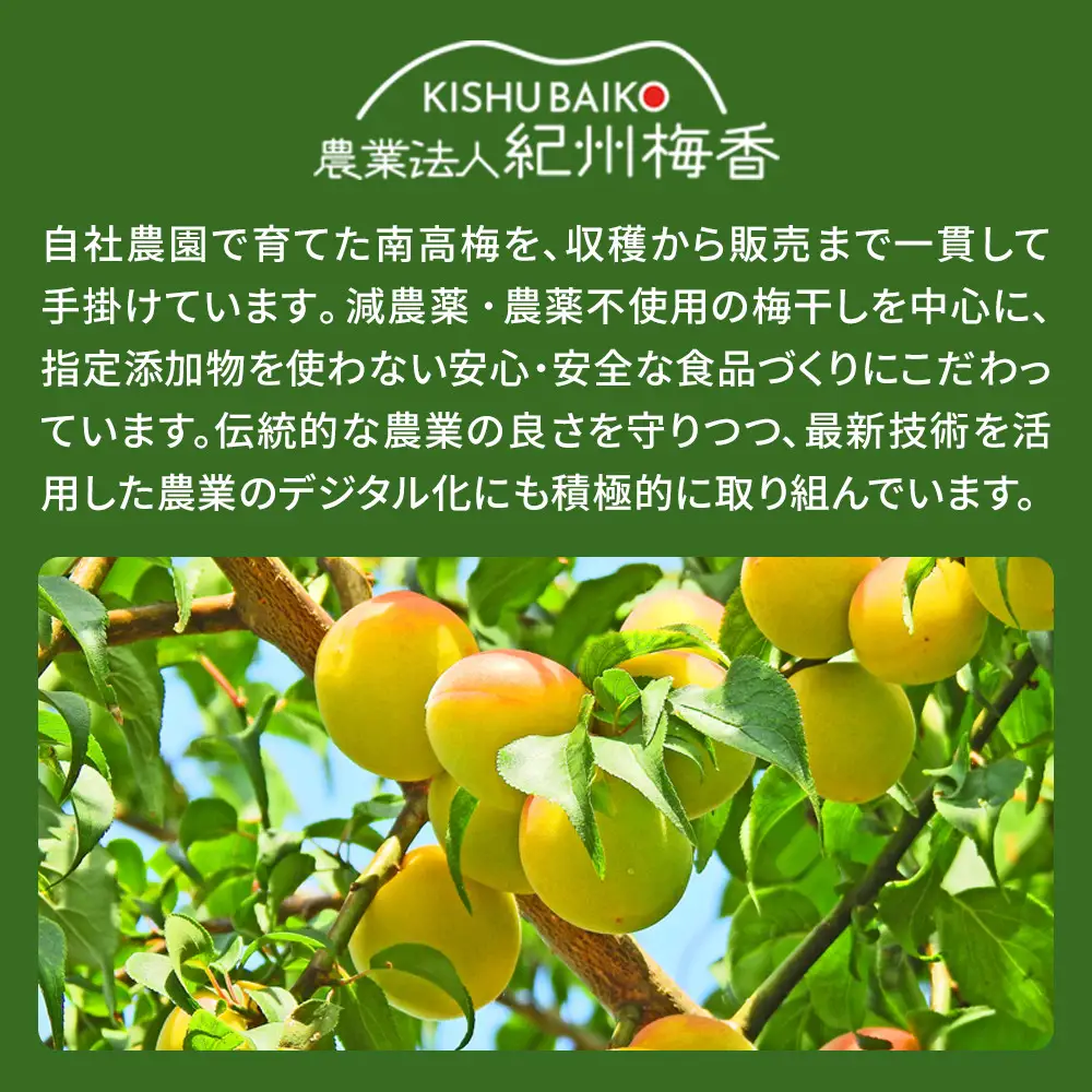 ＜訳あり＞はちみつ梅干し 1kg 低塩6%［KU1］梅干し 