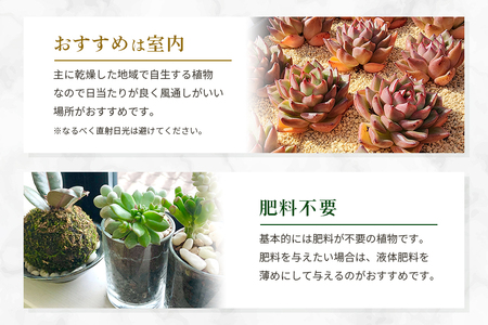 可愛い多肉植物の寄せ植えリース23cm 多肉植物 観葉植物 インテリア 寄せ植え 誕生日プレゼント オシャレ 多肉 観葉 リース 植物 苗 種類 農園直送 栽培 ガーデニング 寄せ植え用 多肉専科