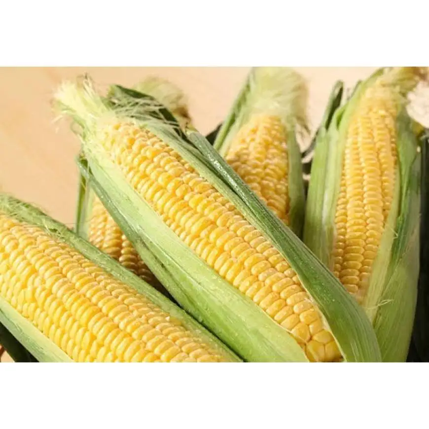 初夏の味覚！鮮度が命 生産者直送 村田さん家のゴールドラッシュ 約8kg 西都市産 朝どれスイートコーン【先行予約】＜63-1a＞