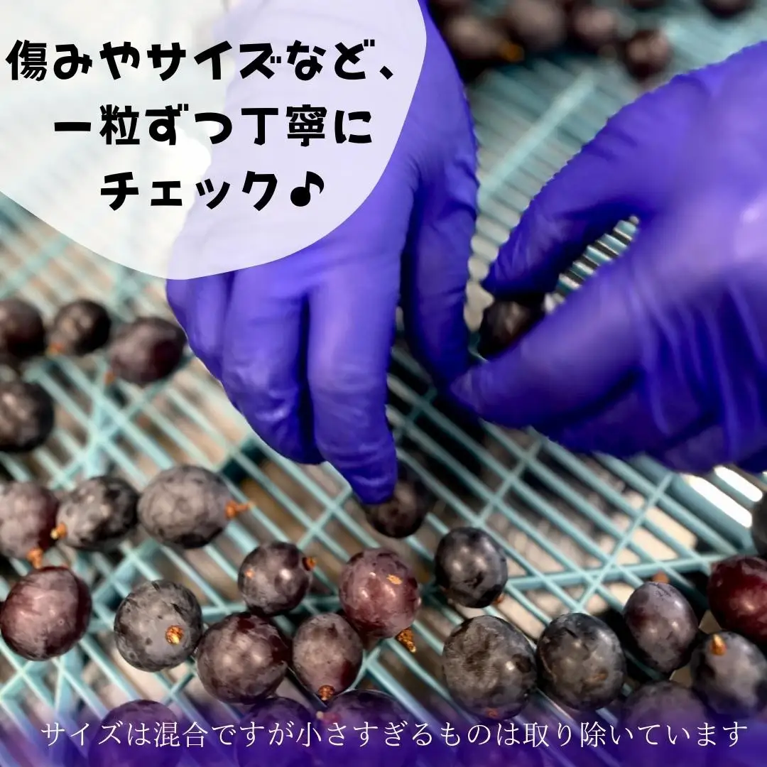 冷凍 種あり 巨峰 約1kg 秀優混合 サイズミックス 和歌山県産 産地直送 ぶどう クール便  【みかんの会】  巨峰