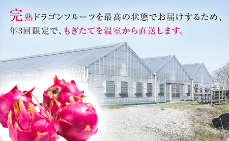【先行予約】養本社のドラゴンフルーツ 4Lサイズ2個入 果物詰合せ｜果物 フルーツ 旬 採れたて お取り寄せ お取り寄せグルメ デザート スイーツ おやつ 贈答用 贈り物 ギフト プレゼント ※北海道・沖縄県・離島への配送不可 ※2026年6月中旬～7月下旬頃に順次発送予定