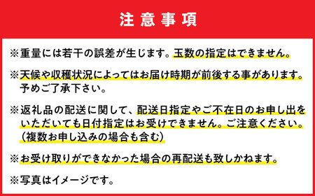 マンゴー【2026年発送 先行予約】マンゴー 訳あり 約1kg 沖縄BCAN003