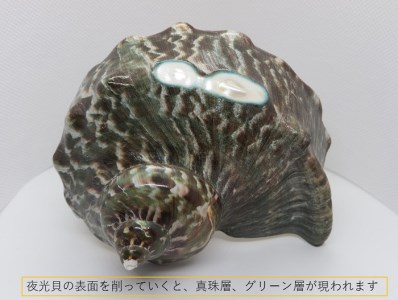 夜光貝の小物入れ(ザトウクジラ付き)　Ｊ-⑯