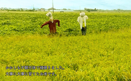 佐賀県大和産「ひのひかり」5kg×2袋 米 農家直送：B320-018