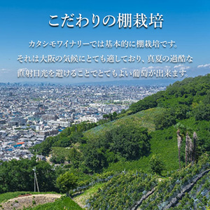 おまかせ 白辛口ワイン １本 お楽しみ 酒 お酒 白ワイン 国産 アルコール