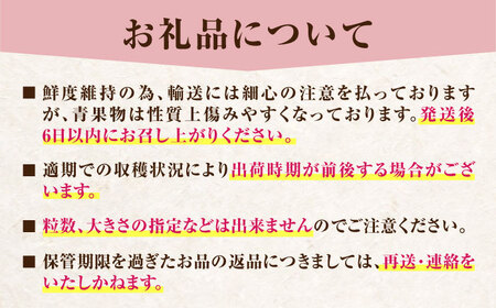 【2027年分先行予約】大分産 ベリーツ 6pc 苺【配送不可地域：離島】 [ARET011] いちご ベリー フルーツ 果物