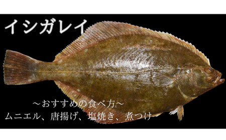 【期間限定1月～3月発送】漁師直送！お任せ魚介類の詰め合わせ 1.5kg～2kg 【オリジナルクリアファイル付き】