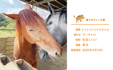 インテリア 張子の馬 トントントントロ 競走馬バージョン