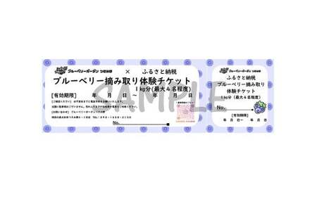 ブルーベリー摘み取り体験 （1kg分） 体験 収穫 チケット ブルーベリー 