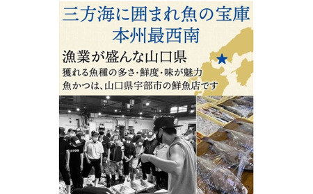 【12ヶ月 定期便】魚かつ自家製　山口の海鮮漬け丼(はまち、ひらまさ、マグロ系等)3種×各2パック入 酒の肴に海鮮丼に茶漬けに飯ともに
