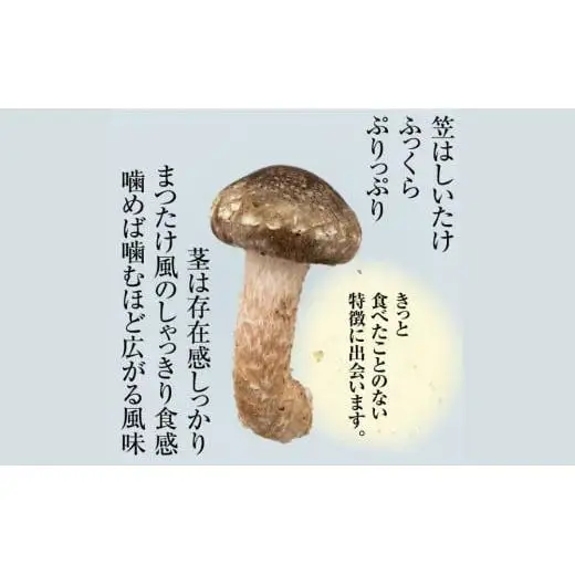 松太郎ギフト（生詰め合わせ）【夏季冷蔵便対応】