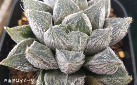 観葉植物 高級ハオルチア 2鉢[APCJ007]観葉植物 