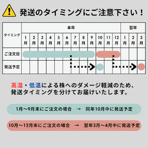ビカクシダ ネザーランド 六角板付
