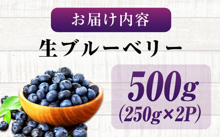 生ブルーベリー 500g ブルーベリー [XCW001]