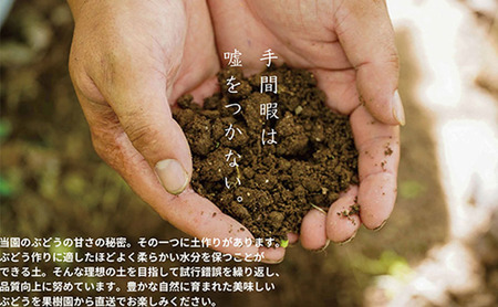 厳選 クイーンニーナ 1.0kg以上 2房 産地直送 朝採れ ぶどう 葡萄 KAWAHARA Green Farm 岡山県産 2026年 先行予約
