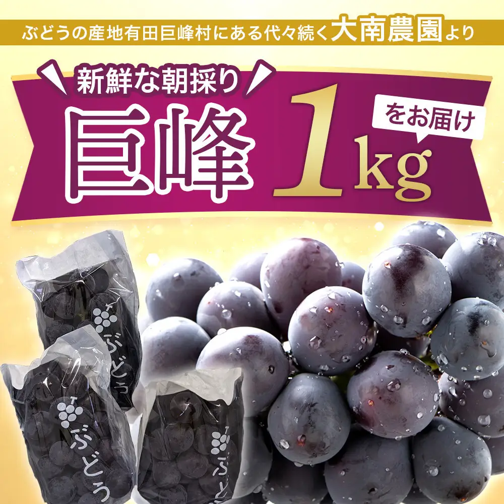 【先行予約】朝採り 巨峰 約1kg (2～3房) 有田巨峰村 大南農園　| ぶどう 巨峰 ぶどう【2026年8月中旬頃より順次発送】