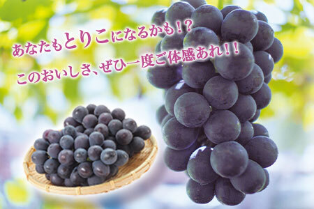 ぶどう 約 600g ～700g《8月上旬-9月上旬頃出荷》 旬の品種 ( 巨峰 or 藤稔 or ブラックビート or ピオーネ ) 目野果実直売所 フルーツ 果物 新鮮