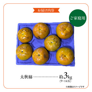 【訳あり品】【10月発送】池尻農園　太秋柿　9～14玉　約3kg　ご家庭用_訳あり品 太秋柿 9～14玉 約3kg ご家庭用 柿 甘柿 フルーツ 果物 スイーツ 甘い 条紋 10月最盛期 完全甘柿 早生品種 大玉 甘みが強い シャキシャキ 種が少ない 子供でも 食べやすい 福岡県 久留米市 送料無料 〔Fk016〕