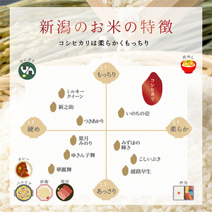 新潟産コシヒカリ 10kg 米 精米 白米 こめ コメ お米 おこめ コシヒカリ こしひかり 新潟 新潟県 米どころ