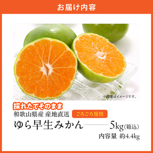 MK1064_【2026先行予約】ゆら早生 みかん 山から直送 箱込 5kg ( 内容量 4.4kg ) 採れたてそのままごろごろ規格 有田みかん 和歌山県産