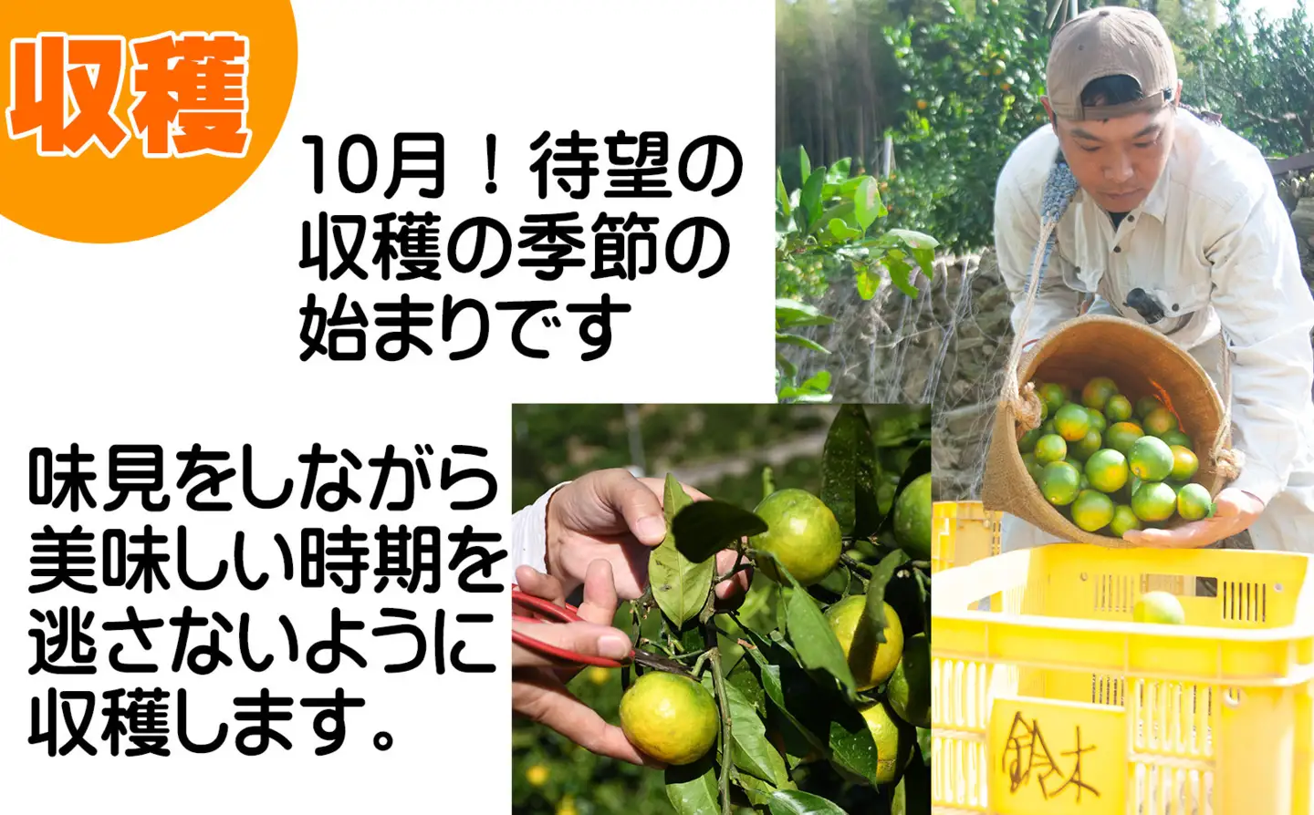 ゆら早生みかん 3kg 2S・3Sサイズ 和歌山県海南市鈴木農園から直送 ゆら早生みかん YN26