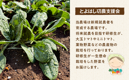 【先行予約】有機栽培ミニトマト 約 500g 有機栽培 有機 トマト ミニトマト 濃厚 甘い 美味しい 高糖度 完熟 tomato とまと やさい 自然 安心安全 旬 オーガニック 送料無料 愛知県 豊橋市