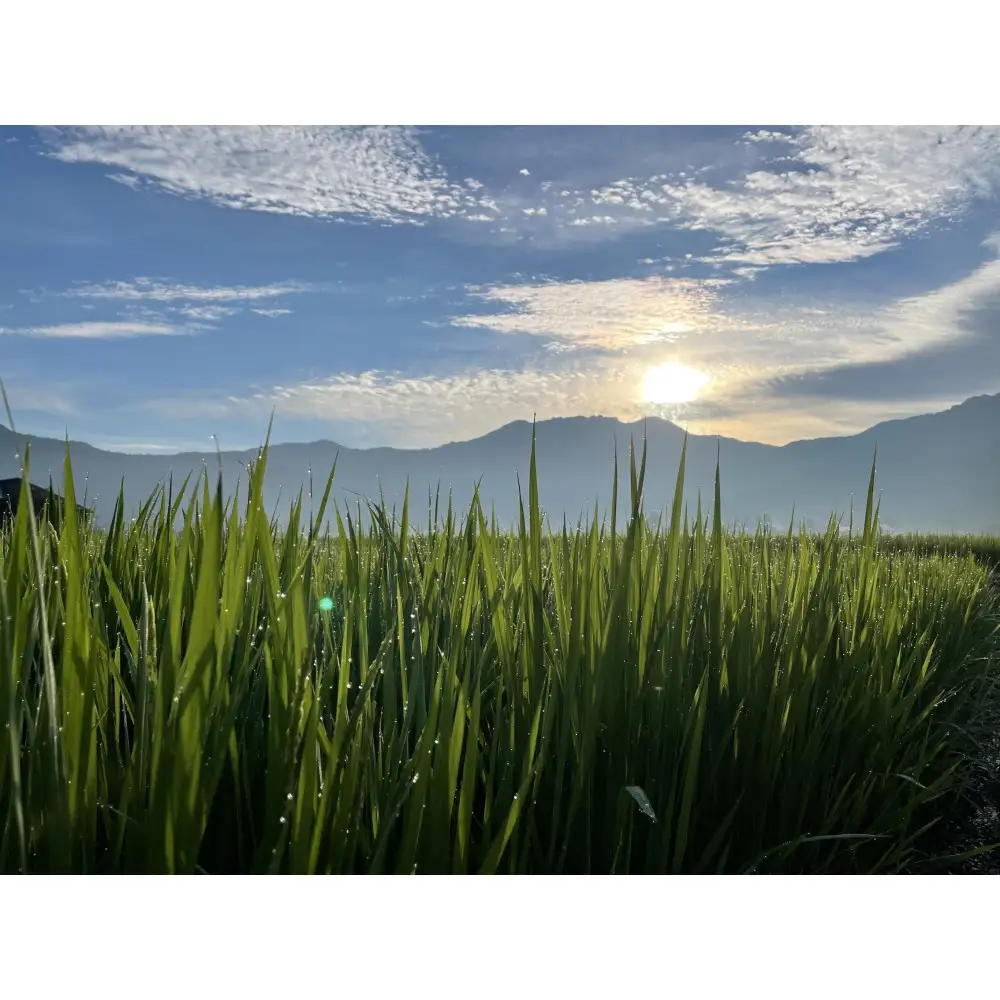 【令和7年産】南魚沼産こがねもち3kg　八海山の里で実りました。　　