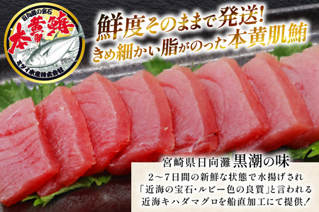 【期間限定発送】 マグロ 刺身 宮崎県産 天然 キハダマグロ 約500g [ミツイ水産 宮崎県 日向市 452061258]