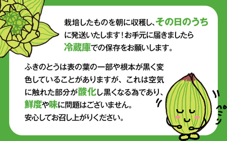 収穫から24時間以内に発送！ほろ苦い春の味わい「ふきのとう」Lサイズ200g（約16個） F21T-348