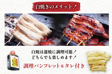 うなぎ 国産 訳あり 白焼 血抜き締め 500～550g セット 5～7本程度 [ヤママツ村田商店 静岡県 吉田町 22424596-b]