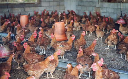 鶏肉 島の泡盛酒粕でじっくり健康的に育てた 久米島赤鶏1羽セット(解体) 2kg 国産鶏肉