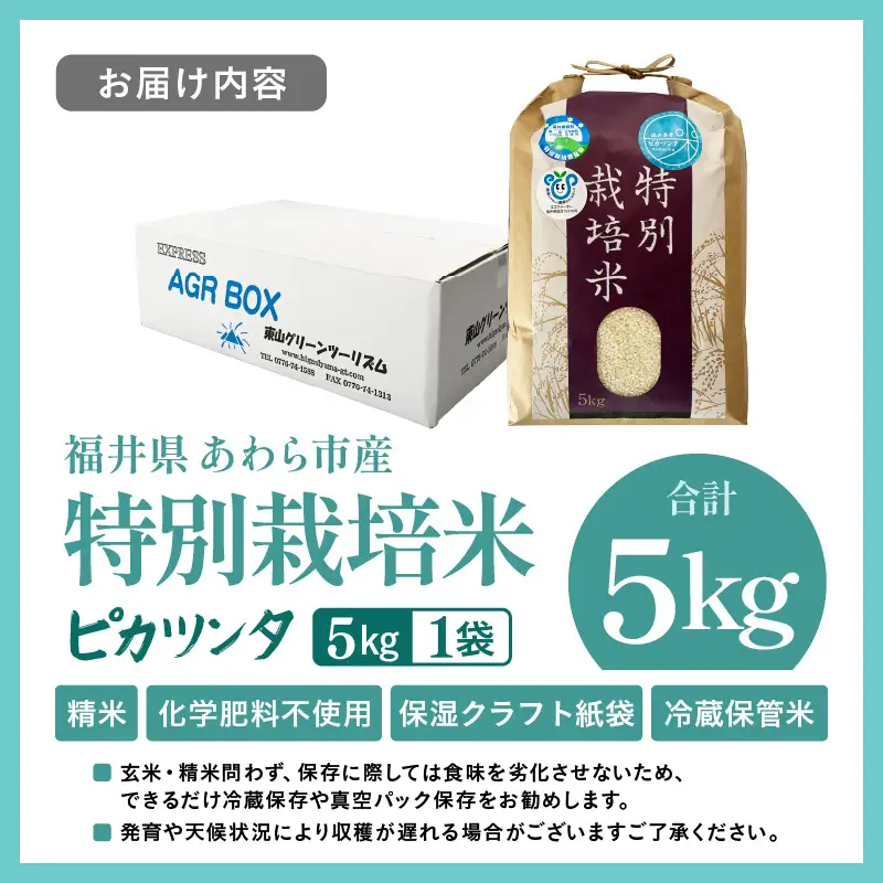 【令和7年産】化学肥料不使用 特別栽培米 ピカツンタ 精米 5kg / 白米 米 福井県あわら市産 美味しい 特別栽培米 減農薬 安心な米 旨味 甘み もっちり 冷蔵保管米 [aw010-a033]