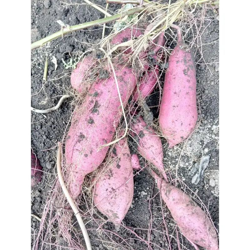 【旬の野菜定期便】イチゴやヤサイ 全5種  旬野菜