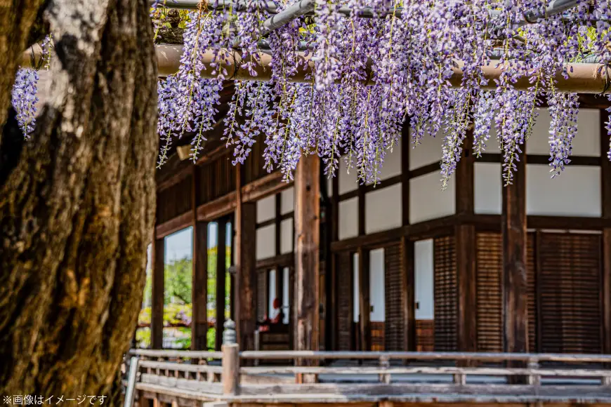 江南ういろ 5本 [武蔵屋 愛知県 江南市 ko23btu400000]