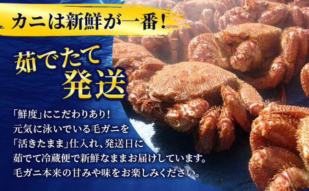 ［冷蔵便］茹でたて直送！北海道産 または ロシア産 朝茹で毛ガニ 約800g×1尾【 かに カニ 蟹 幕別町 北海道 毛蟹 毛ガニ 海鮮 魚介 海の幸 海産物 冷蔵 】