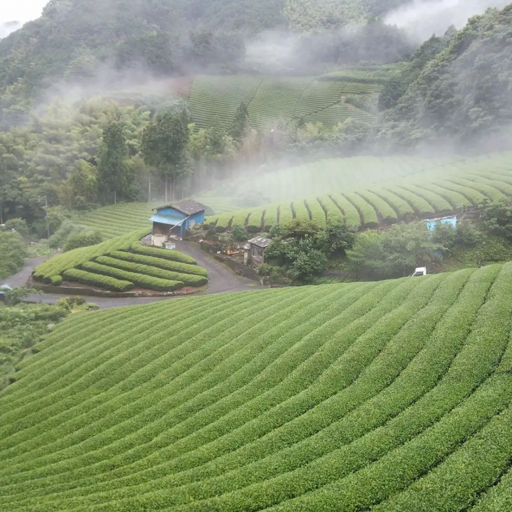 ＜大高茶園＞令和８年の新茶 お茶処静岡 特選やぶきた新茶と深蒸し新茶 飲み比べセット