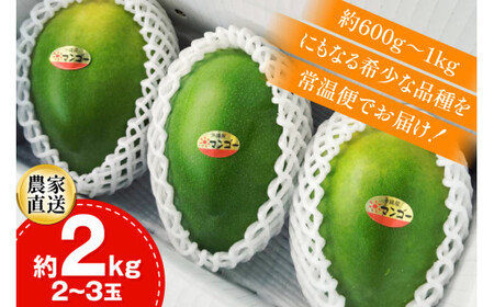 マンゴー 秀品 キーツ マンゴー 約 2kg (2〜3玉) 【期間限定発送】 [伊江村マンゴー部会 沖縄県 伊江村 ie47bde320009] 