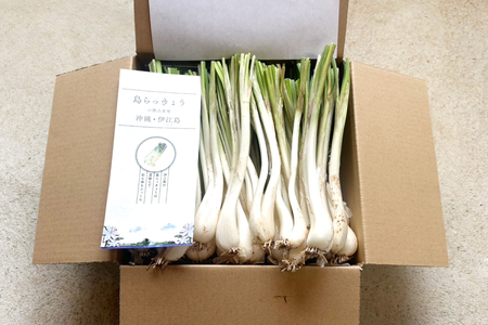 【期間限定発送】島らっきょう 生 約 1kg [畑シンカ 沖縄県 伊江村 ie47bde250000]