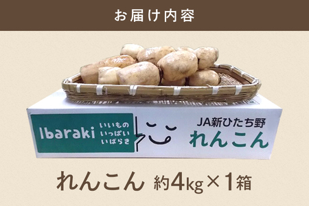 れんこん 1箱 ( 約 4kg ) 新ひたち野大地のめぐみ 旬の野菜 季節限定 (B01-012)