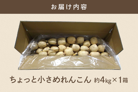 ご家庭用 ちょっと小さめ れんこん 1箱 ( 約 4kg ) 新ひたち野大地のめぐみ 旬の野菜 季節限定 (B01-014)