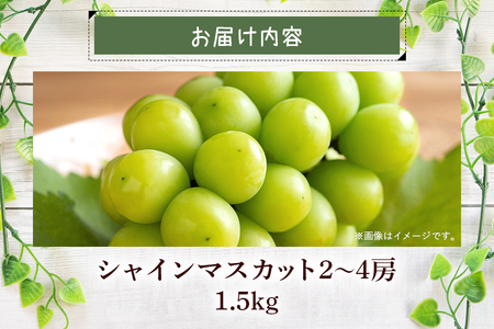 【 2026年 先行予約 】 シャインマスカット1.5kg 石田ぶどう園 2房 ～ 4房 種なし ぶどう ブドウ 国産 果物 くだもの 大粒 葡萄 種無し フルーツ 1.5キロ 9月 10月 発送 秋 旬 品種 茨城県産 産地直送 産直 農家直送 冷蔵 茨城県 石岡市 (A02-010)