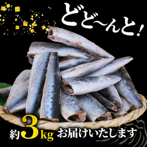いわし ドレス 約3kg 無塩 【 訳あり 】