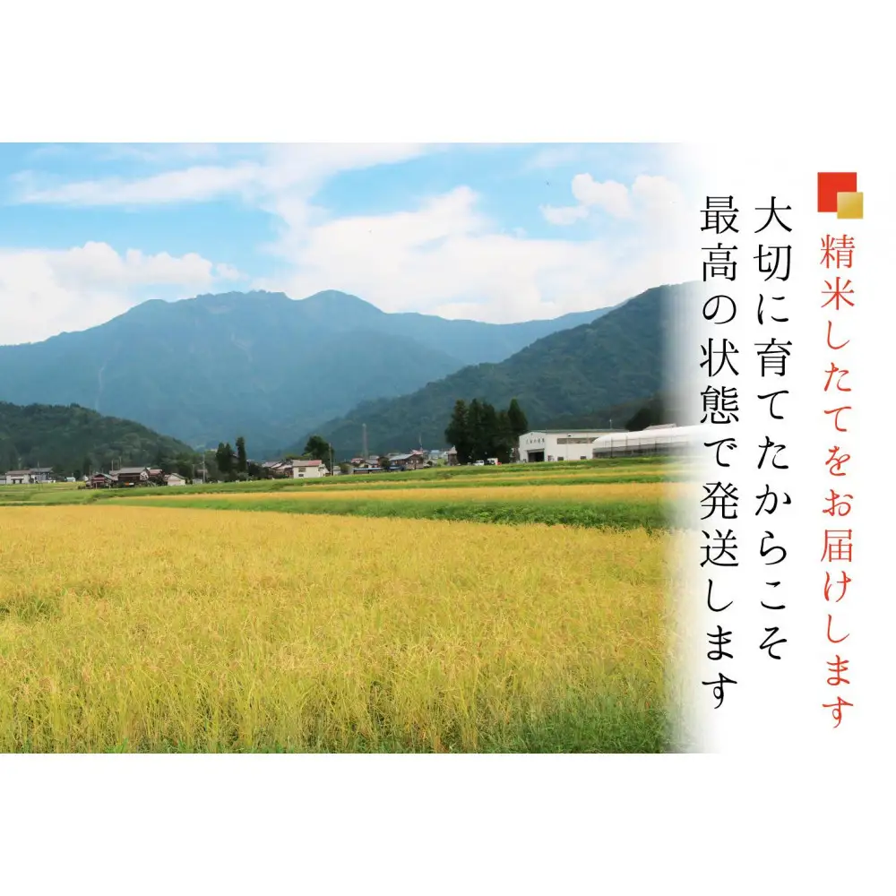 【令和７年産】【お米定期便/全６回】南魚沼産コシヒカリ　無洗米４kg（２ｋｇ×２）＜5割減農薬栽培米＞【定期便 銘柄米 ブランド米 無洗米 こしひかり コシヒカリ 魚沼産 新潟米 産地直送 お米 米 こめ コメ ご飯 御飯 ごはん】